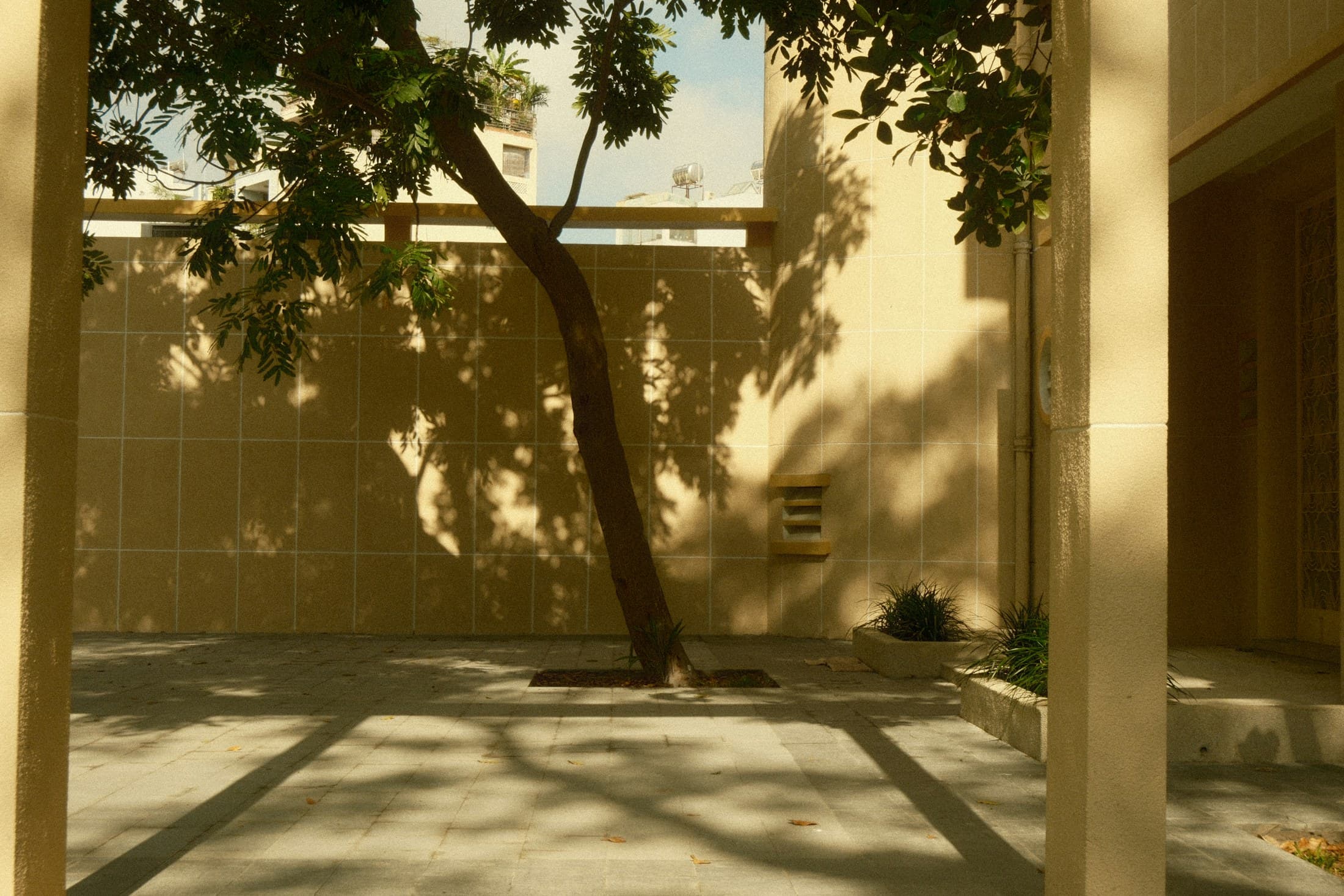 The court’s raintree casting afternoon shadows across the tiled wall